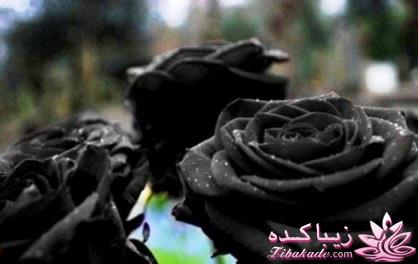کمیاب ترین گل رز دنیا