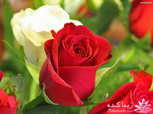 كافه گفت وگو ...