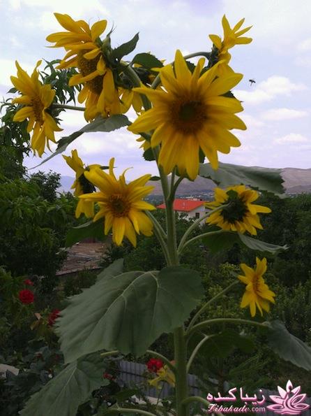 .:آلبوم عکسهای خودگرفته ما:.