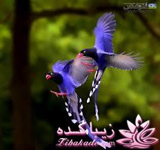 پرندگان زیبا