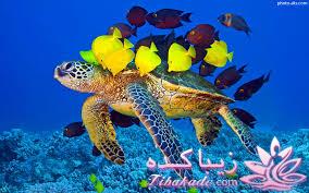 دنیای زیر آب