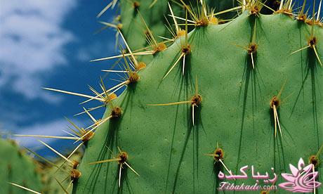 گیاهان آپارتمانی 