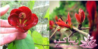 آموزش تصویری اینستاگرام instagram