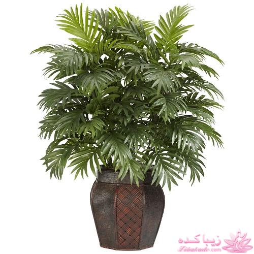 گیاهان آپارتمانی 