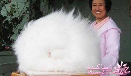 عجیب ترین خرگوش دنیا