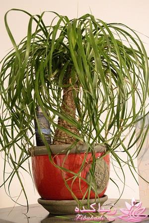 گیاهان آپارتمانی