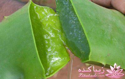 گیاهان آپارتمانی 