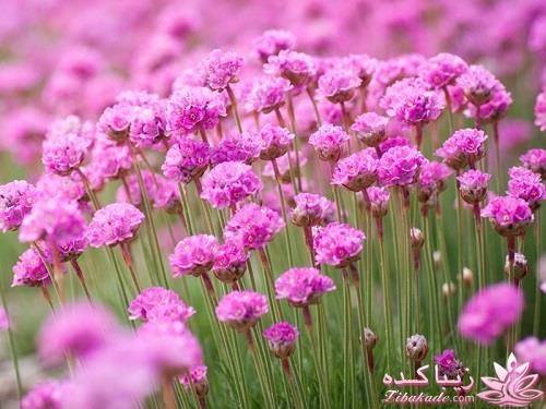 گیاهان آپارتمانی 