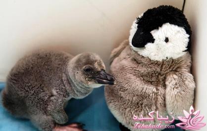 بچه پنگوئنی که فکر می کند یک عروسک مادرش است!! + عکس