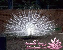 پرندگان زیبا