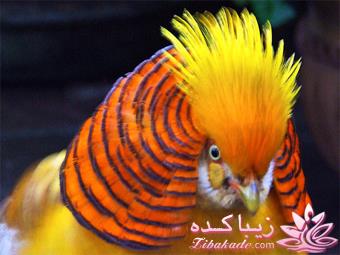 پرندگان زیبا