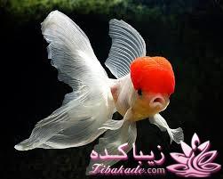 دنیای زیر آب