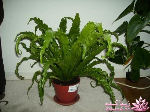 گیاهان آپارتمانی 