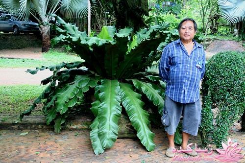 گیاهان آپارتمانی 