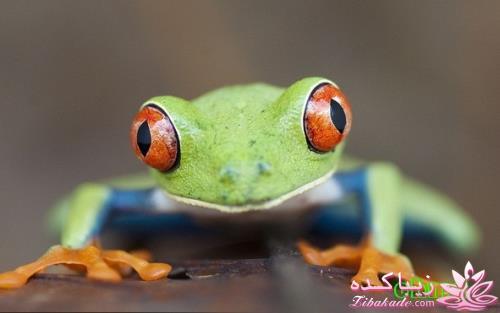 تصاویر دنیای حیوانات ( فرارو )