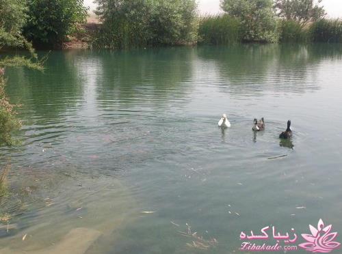 عکـــــــــــــــــس های گرفته شده در سفـــــــر