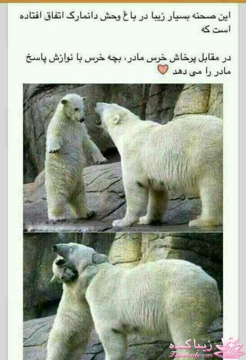 جـــــــــــــکـــــــ     جــــــــــالــــــــب