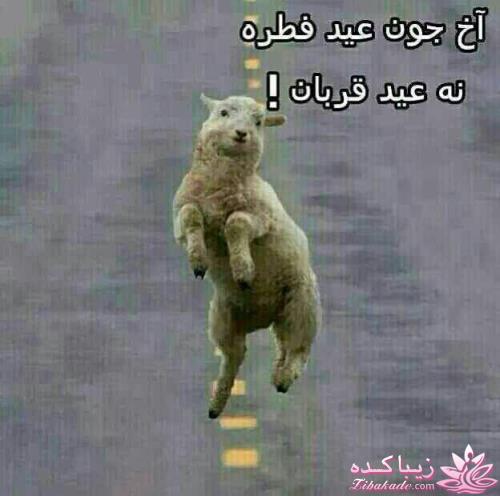 جـــــــــــــکـــــــ     جــــــــــالــــــــب