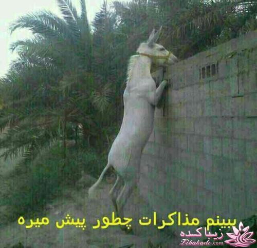 جـــــــــــــکـــــــ     جــــــــــالــــــــب