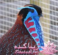 پرندگان زیبا