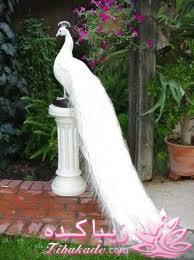 پرندگان زیبا