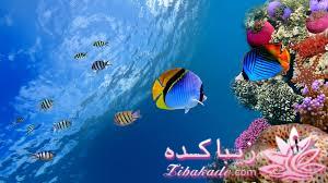 دنیای زیر آب