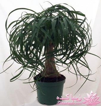 گیاهان آپارتمانی