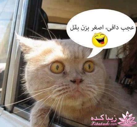 اینـــــا (خانم ها) وووووووو اونـــــــا (آقایون) ------"شوخی و خنده"