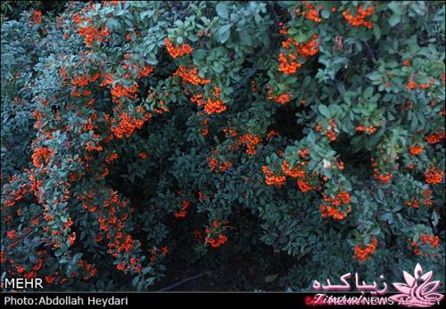 یک شهر با زیبا ترین پاییززز