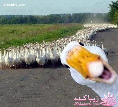 كافه گفت وگو ...