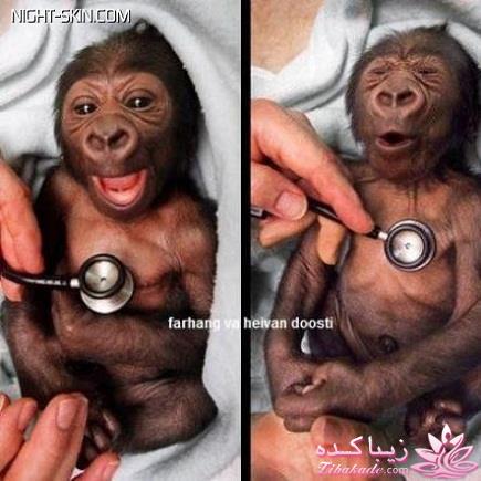 جـــــــــــــکـــــــ     جــــــــــالــــــــب