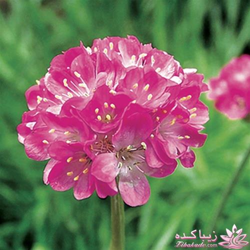 گیاهان آپارتمانی 