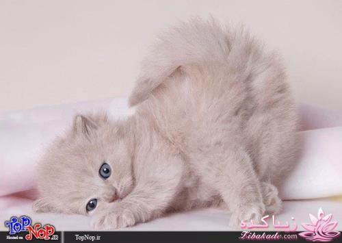 عکس های بامزه از خواب بچه گربه های دوست داشتنی