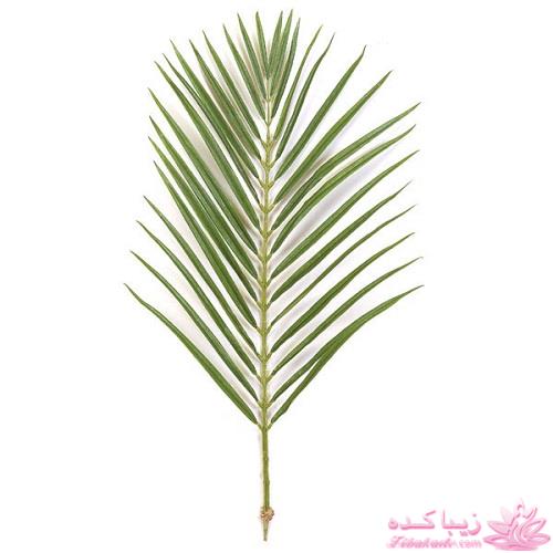 گیاهان آپارتمانی 