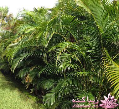 گیاهان آپارتمانی 