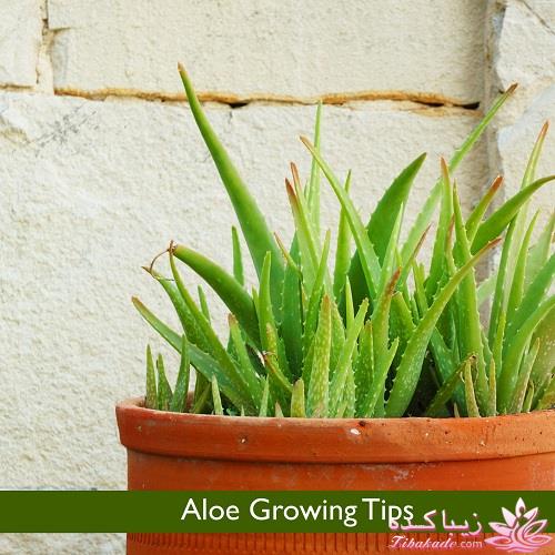 گیاهان آپارتمانی 