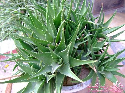 گیاهان آپارتمانی 