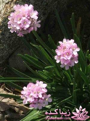 گیاهان آپارتمانی 