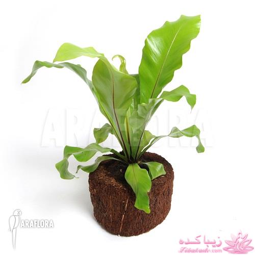 گیاهان آپارتمانی 