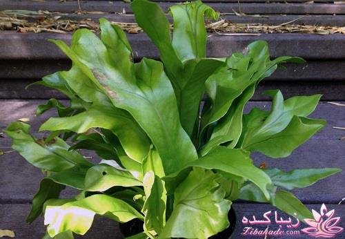 گیاهان آپارتمانی 