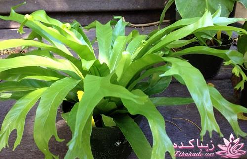 گیاهان آپارتمانی 