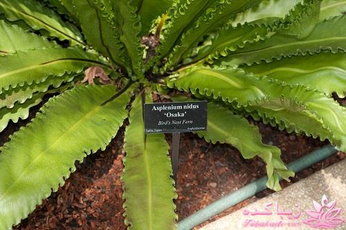 گیاهان آپارتمانی 