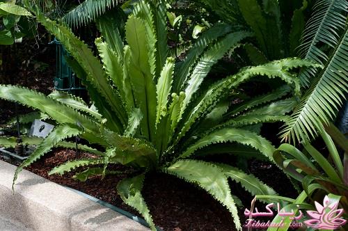 گیاهان آپارتمانی 