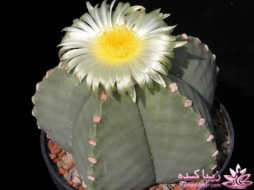 گیاهان آپارتمانی 