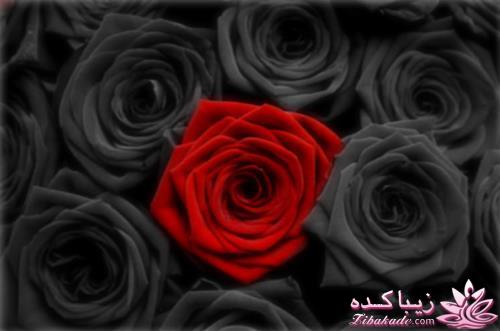 کمیاب ترین گل رز دنیا