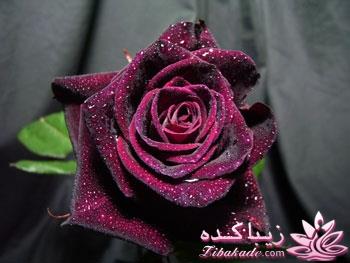 کمیاب ترین گل رز دنیا