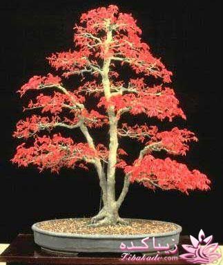 گیاهان آپارتمانی