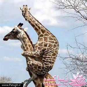 ☼ عکــــس نوشته ☼