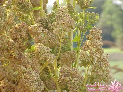 10 ماده غذایی مفید که هر ""خانمی"" باید آن را مصرف کند