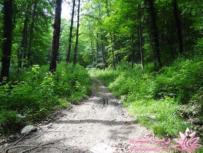 .:آلبوم عکسهای خودگرفته ما:.